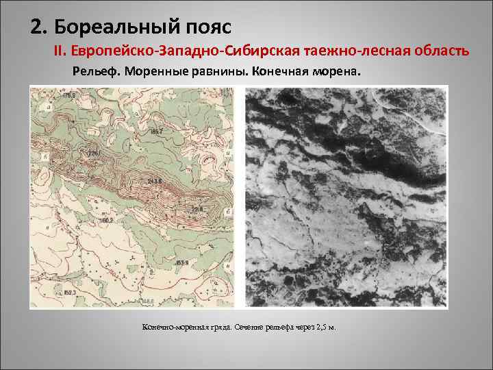 2. Бореальный пояс II. Европейско-Западно-Сибирская таежно-лесная область Рельеф. Моренные равнины. Конечная морена. Конечно-моренная гряда.