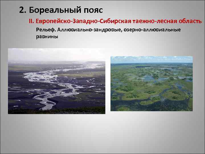 2. Бореальный пояс II. Европейско-Западно-Сибирская таежно-лесная область Рельеф. Аллювиально-зандровые, озерно-аллювиальные равнины 