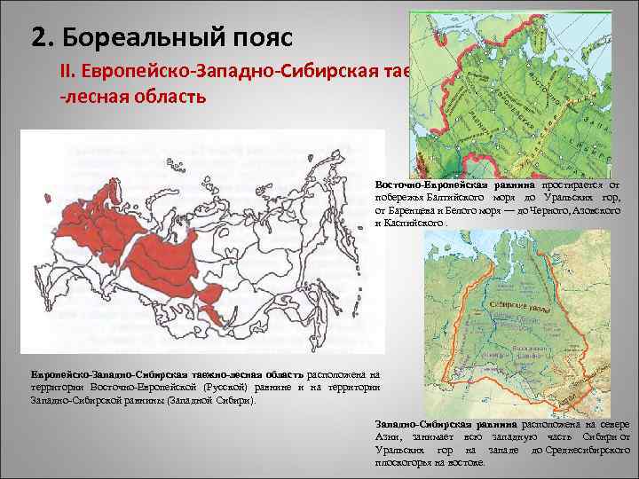 2. Бореальный пояс II. Европейско-Западно-Сибирская таежно -лесная область Восточно-Европейская равнина простирается от побережья Балтийского