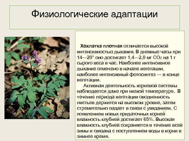 Физиологические адаптации Хохлатка плотная отличается высокой интенсивностью дыхания. В дневные часы при 14— 20°