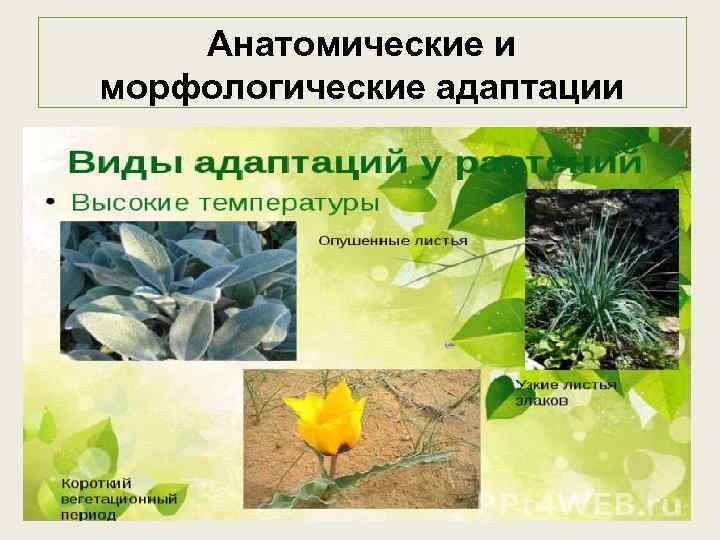 Анатомические и морфологические адаптации 