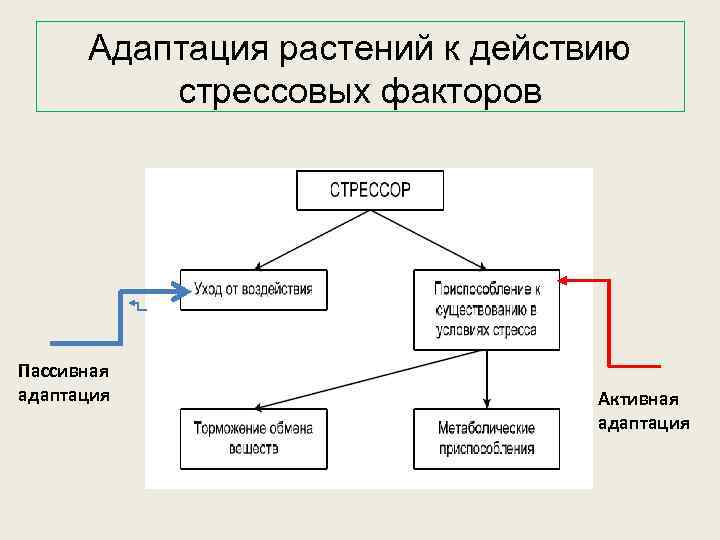 Адаптация растений к действию стрессовых факторов Пассивная адаптация Активная адаптация 
