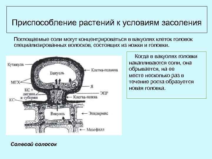 Приспособление растений к условиям засоления Поглощаемые соли могут концентрироваться в вакуолях клеток головок специализированных