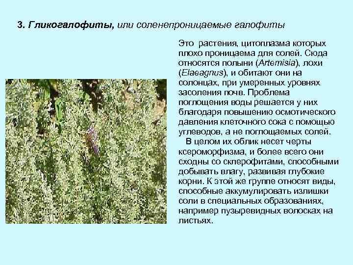 3. Гликогалофиты, или соленепроницаемые галофиты Это растения, цитоплазма которых плохо проницаема для солей. Сюда