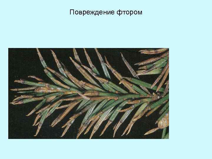 Повреждение фтором 