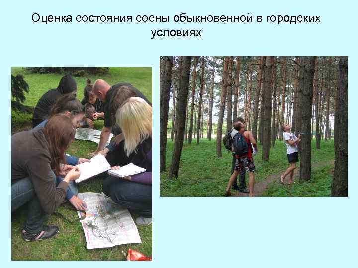 Оценка состояния сосны обыкновенной в городских условиях 