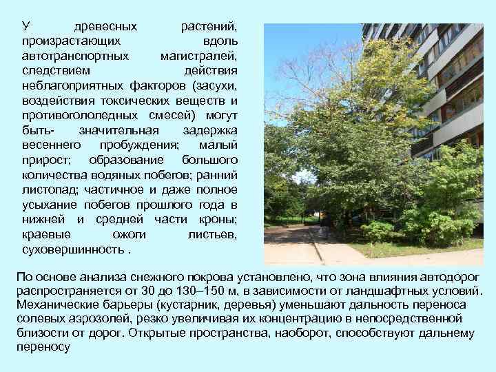 У древесных растений, произрастающих вдоль автотранспортных магистралей, следствием действия неблагоприятных факторов (засухи, воздействия токсических