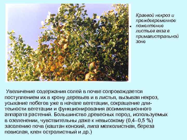 Краевой некроз и преждевременное пожелтение листьев вяза в примагистральной зоне Увеличение содержания солей в