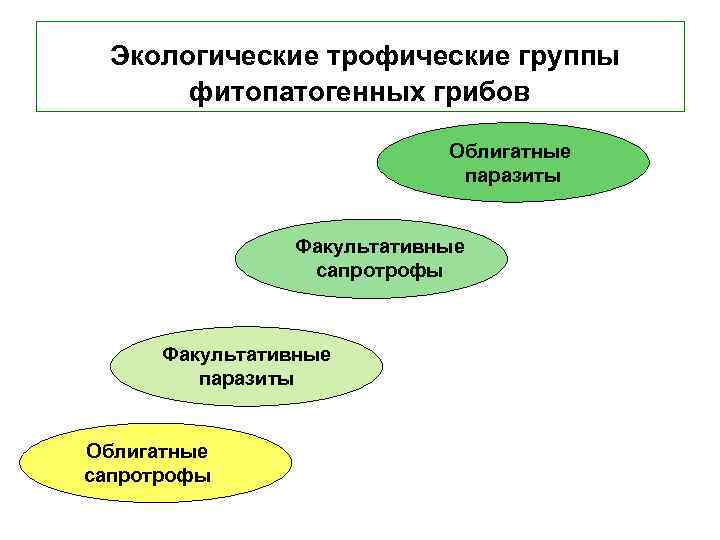 Экологические трофические группы фитопатогенных грибов Облигатные паразиты Факультативные сапротрофы Факультативные паразиты Облигатные сапротрофы 