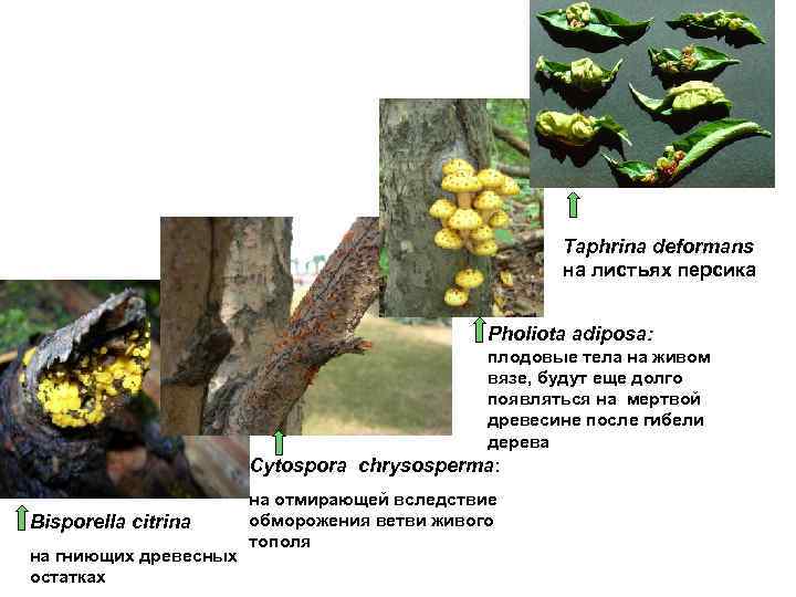 Taphrina deformans на листьях персика Pholiota adiposa: плодовые тела на живом вязе, будут еще