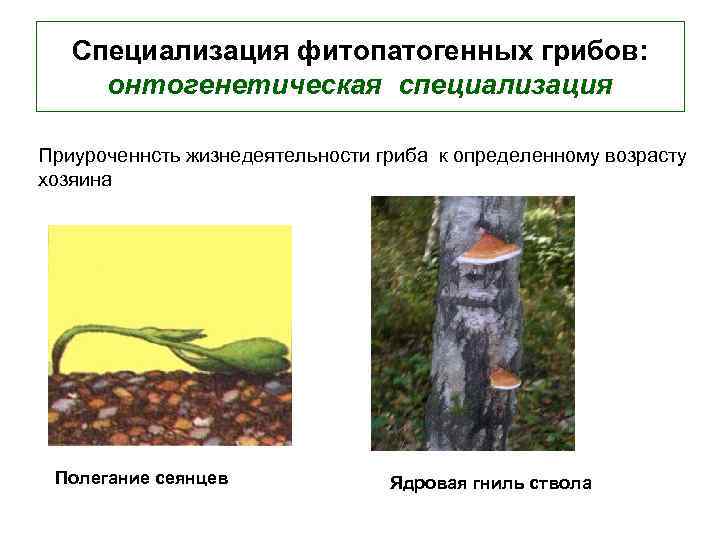 Специализация фитопатогенных грибов: онтогенетическая специализация Приуроченнсть жизнедеятельности гриба к определенному возрасту хозяина Полегание сеянцев
