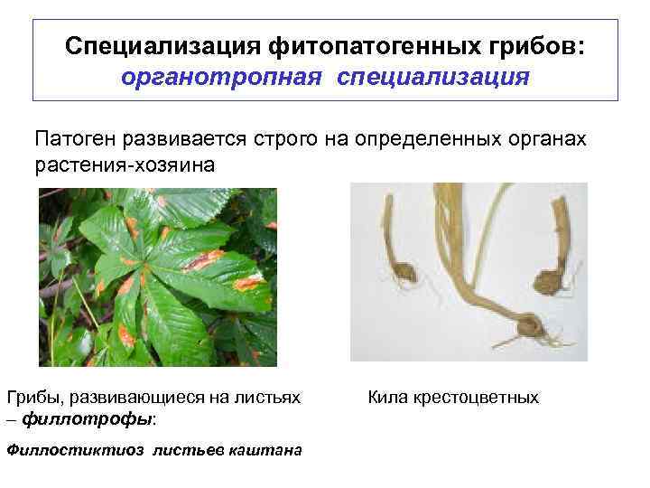 Специализация фитопатогенных грибов: органотропная специализация Патоген развивается строго на определенных органах растения-хозяина Грибы, развивающиеся