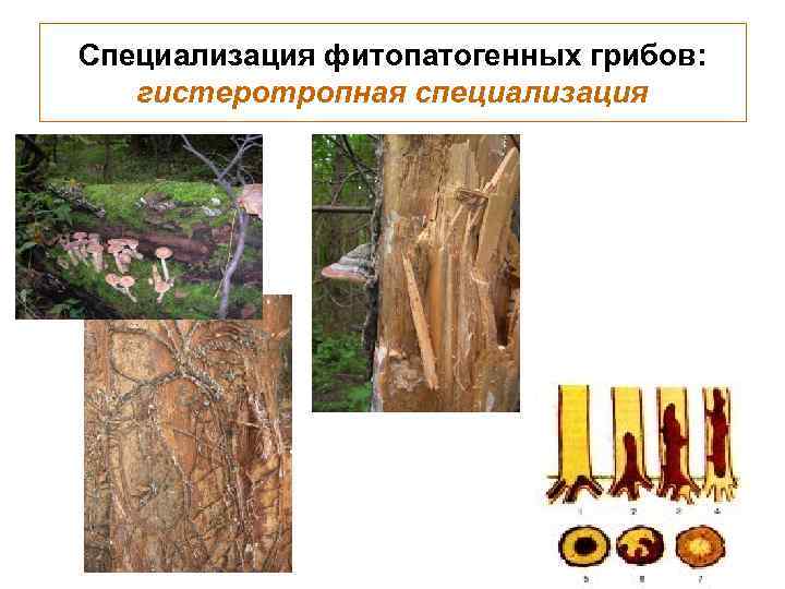 Специализация фитопатогенных грибов: гистеротропная специализация 