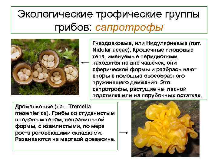 Экологические трофические группы грибов: сапротрофы Гнездовковые, или Нидуляриевые (лат. Nidulariaceae). Крошечные плодовые тела, именуемые