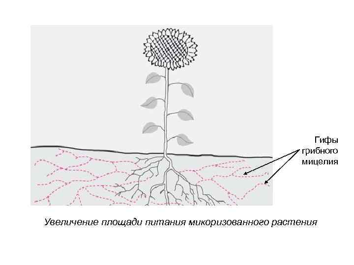 Гифы грибного мицелия Увеличение площади питания микоризованного растения 