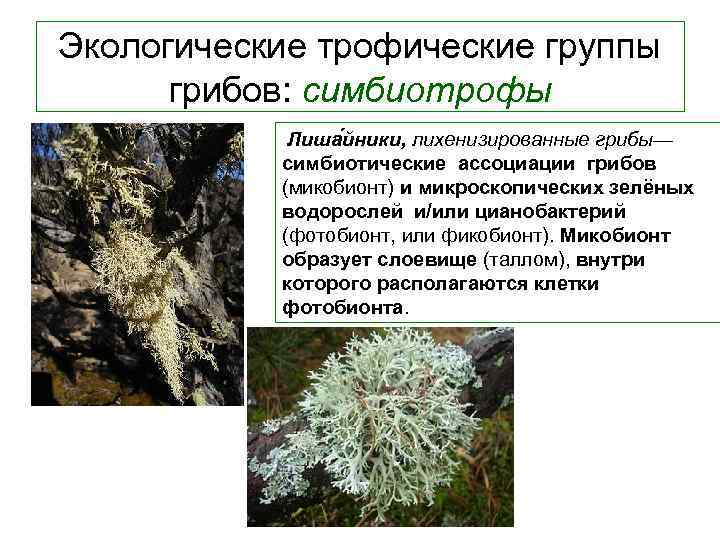 Экологические трофические группы грибов: симбиотрофы Лиша йники, лихенизированные грибы— симбиотические ассоциации грибов (микобионт) и