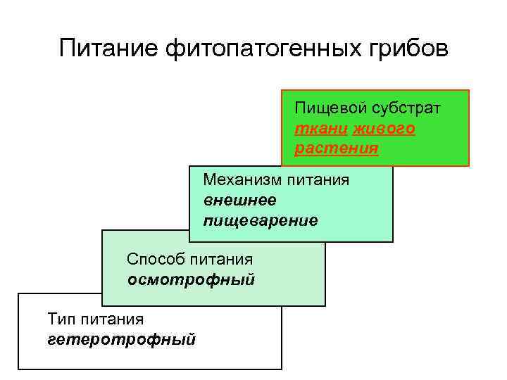 Питание фитопатогенных грибов Пищевой субстрат ткани живого растения Механизм питания внешнее пищеварение Способ питания