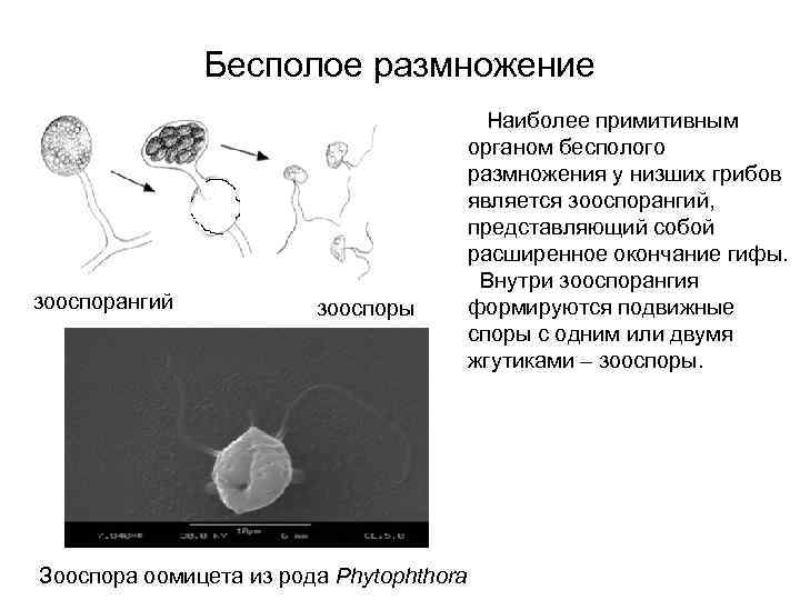 Бесполое размножение зооспорангий зооспоры Зооспора оомицета из рода Phytophthora Наиболее примитивным органом бесполого размножения