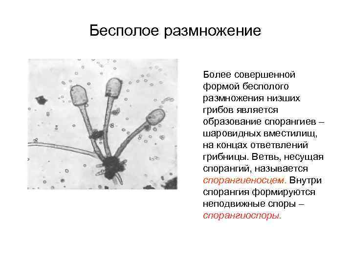 Бесполое размножение Более совершенной формой бесполого размножения низших грибов является образование спорангиев – шаровидных