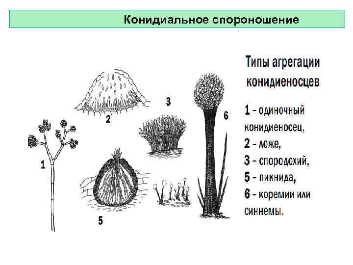 Конидиальное спороношение 