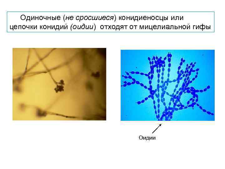 Одиночные (не сросшиеся) конидиеносцы или цепочки конидий (оидии) отходят от мицелиальной гифы Оидии 