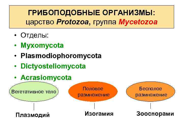 ГРИБОПОДОБНЫЕ ОРГАНИЗМЫ: царство Protozoa, группа Mycetozoa • • Отделы: Myxomycota Plasmodiophoromycota Dictyosteliomycota • Acrasiomycota