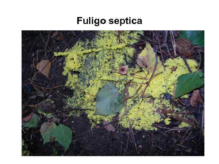 Fuligo septica 