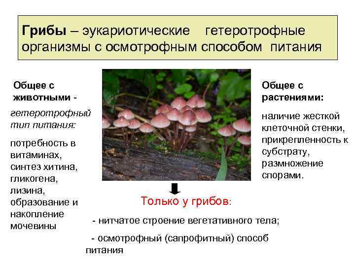 Фото гетеротрофный тип питания