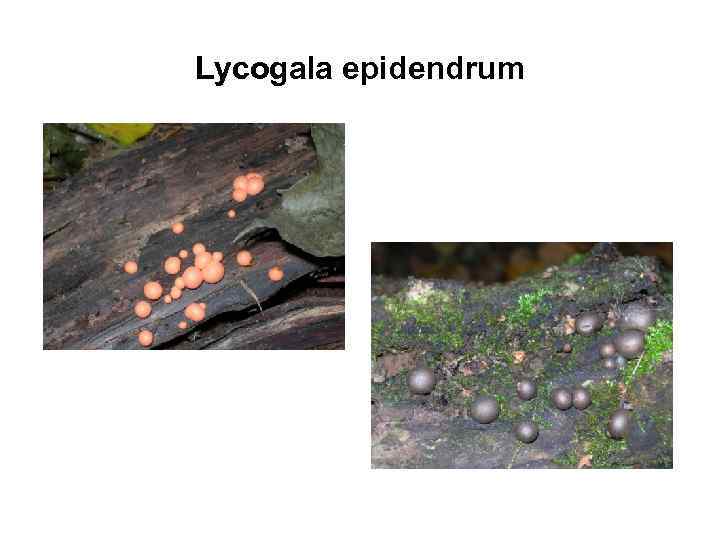 Lycogala epidendrum 