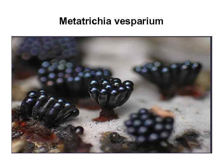 Metatrichia vesparium 