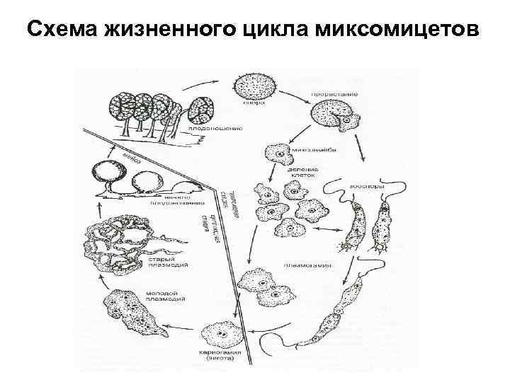 Схема жизненного цикла миксомицетов 