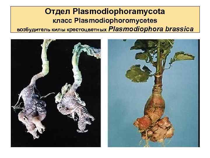 Отдел Plasmodiophoramycota класс Plasmodiophoromycetes возбудитель килы крестоцветных Plasmodiophora brassica 