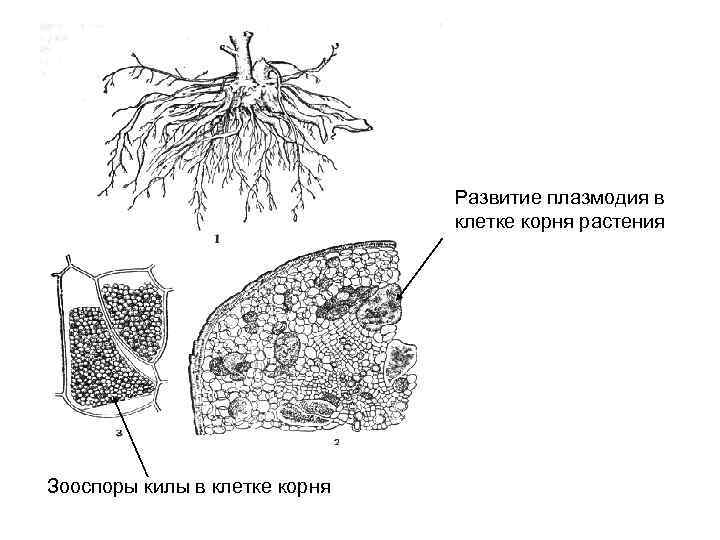 Развитие плазмодия в клетке корня растения Зооспоры килы в клетке корня 