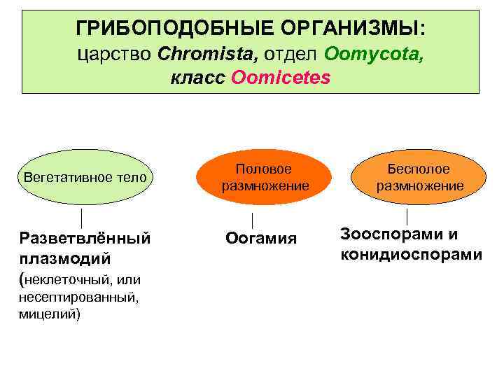 ГРИБОПОДОБНЫЕ ОРГАНИЗМЫ: царство Chromista, отдел Oomycota, класс Oomicetes Вегетативное тело Разветвлённый плазмодий (неклеточный, или