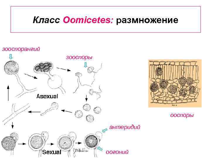 Класс Oomicetes: размножение зооспорангий зооспоры ooспоры антеридий оогоний 