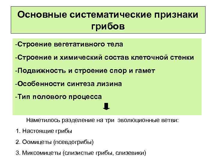 Основные систематические признаки грибов -Строение вегетативного тела -Строение и химический состав клеточной стенки -Подвижность