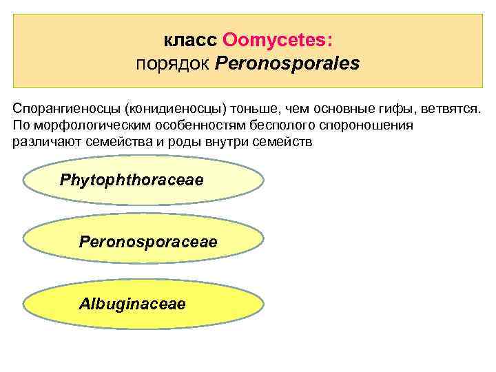 класс Oomycetes: порядок Peronosporales Спорангиеносцы (конидиеносцы) тоньше, чем основные гифы, ветвятся. По морфологическим особенностям