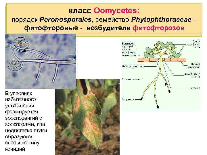 класс Oomycetes: порядок Peronosporales, семейство Phytophthoraceae – фитофторовые - возбудители фитофторозов В условиях избыточного