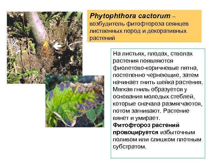 Phytophthora cactorum – возбудитель фитофтороза сеянцев лиственных пород и декоративных растений На листьях, плодах,