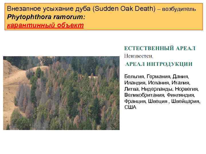 Внезапное усыхание дуба (Sudden Oak Death) – возбудитель Phytophthora ramorum: карантинный объект Бельгия, Германия,