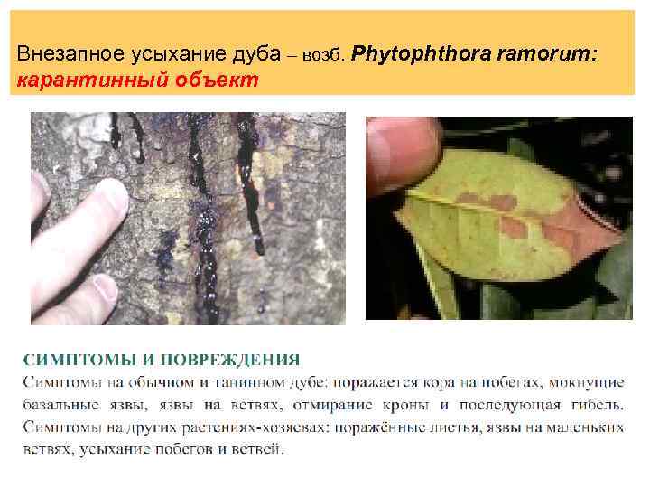 Внезапное усыхание дуба – возб. Phytophthora ramorum: карантинный объект 