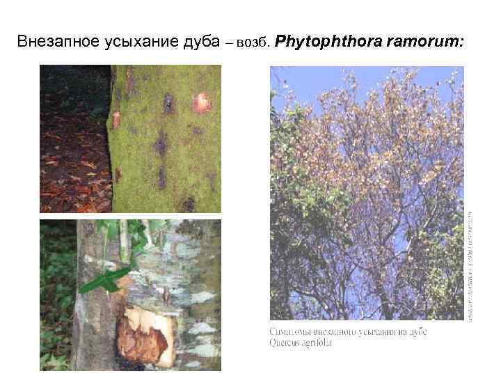 Внезапное усыхание дуба – возб. Phytophthora ramorum: 