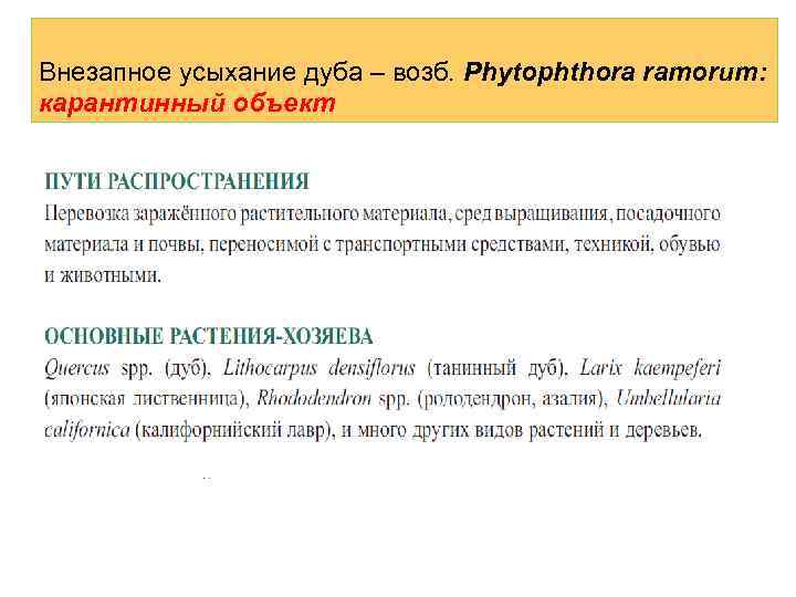 Внезапное усыхание дуба – возб. Phytophthora ramorum: карантинный объект 