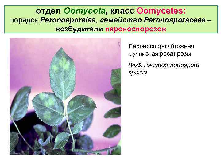 отдел Oomycota, класс Oomycetes: порядок Peronosporales, семейство Peronosporaceae – возбудители пероноспорозов Пероноспороз (ложная мучнистая