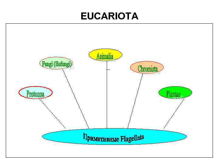 EUCARIOTA 