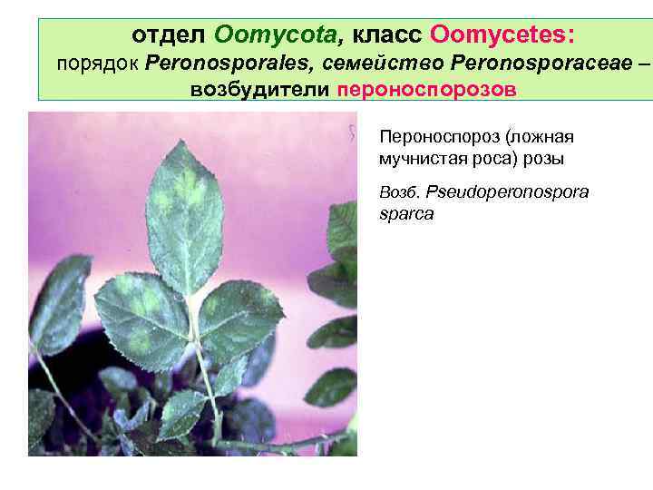 отдел Oomycota, класс Oomycetes: порядок Peronosporales, семейство Peronosporaceae – возбудители пероноспорозов Пероноспороз (ложная мучнистая