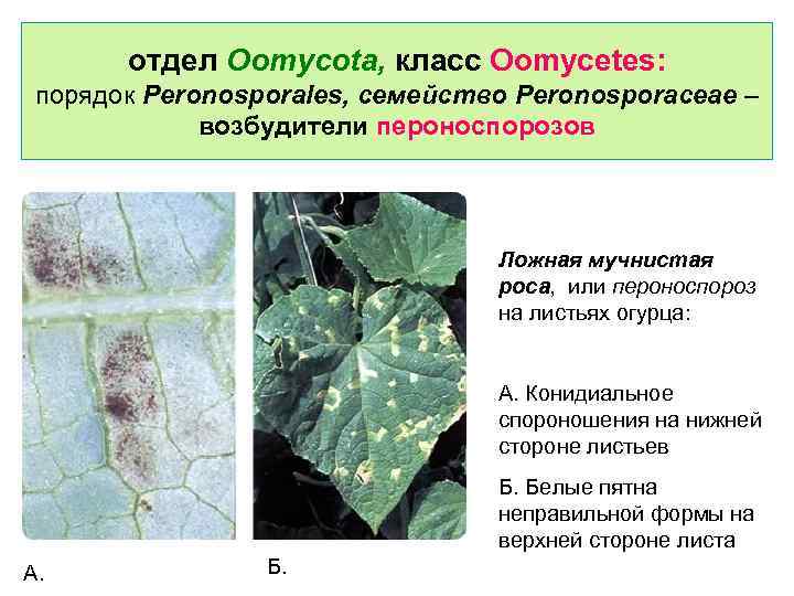 отдел Oomycota, класс Oomycetes: порядок Peronosporales, семейство Peronosporaceae – возбудители пероноспорозов Ложная мучнистая роса,