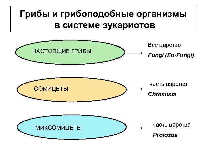 Грибы и грибоподобные организмы в системе эукариотов Все царство НАСТОЯЩИЕ ГРИБЫ ООМИЦЕТЫ МИКСОМИЦЕТЫ Fungi