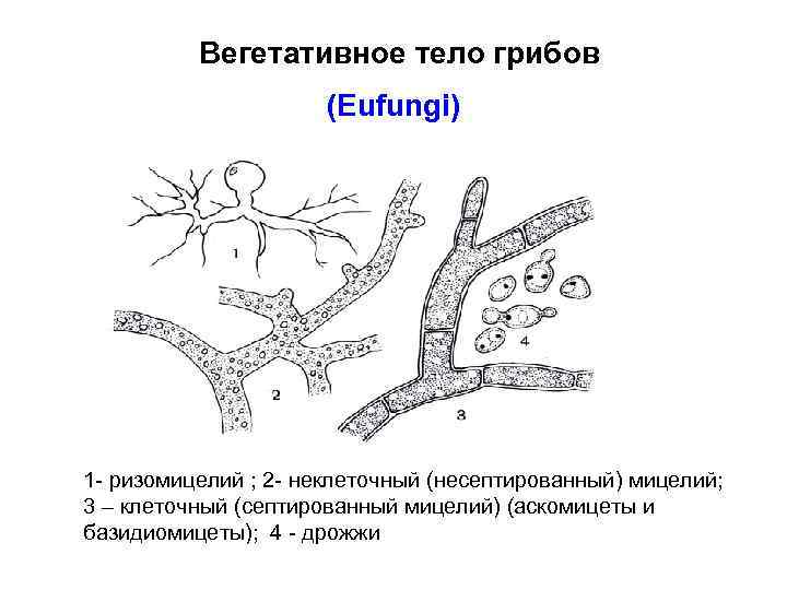 Вегетативное тело грибов (Eufungi) 1 - ризомицелий ; 2 - неклеточный (несептированный) мицелий; 3