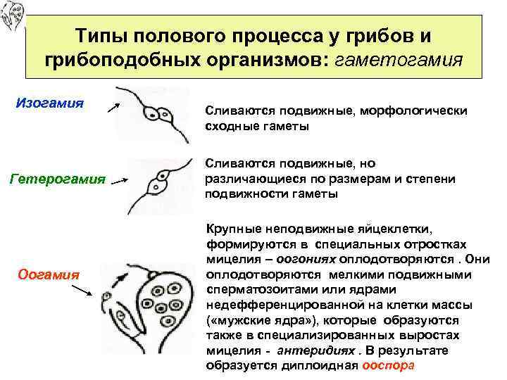 Типы полового процесса у грибов и грибоподобных организмов: гаметогамия Изогамия Гетерогамия Оогамия Сливаются подвижные,